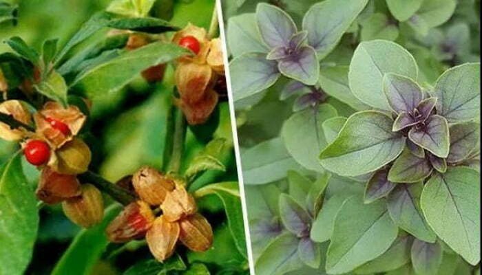 आयुर्वेद में हैं ऐसे कई उपाय, जो 'कोरोना वायरस' को रखेंगे आपसे दूर 1 Ayurveda