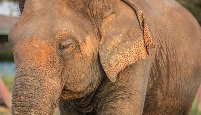 कोरबा: हाथियों ने मचाया उत्पात, मकान ढहाया 1 Hathi