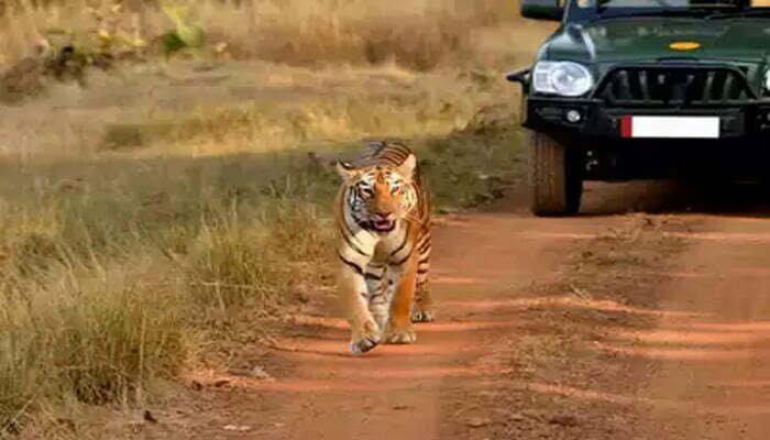 प्रदेश के टाइगर रिजर्व और अभयारण्यों में 31 मार्च तक पर्यटन बंद 1 Tiger