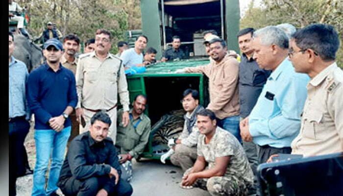 एक माह से कटनी जिले में घूम रहे बाघ को रेस्क्यू कर भेजा गया संजय टाइगर रिजर्व 1 tiger rescue
