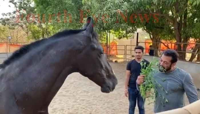 घोड़े के साथ घास खाते सलमान खान ने लिखा "ब्रेकफास्ट विद माई लव" 1 hourse grass salman khan