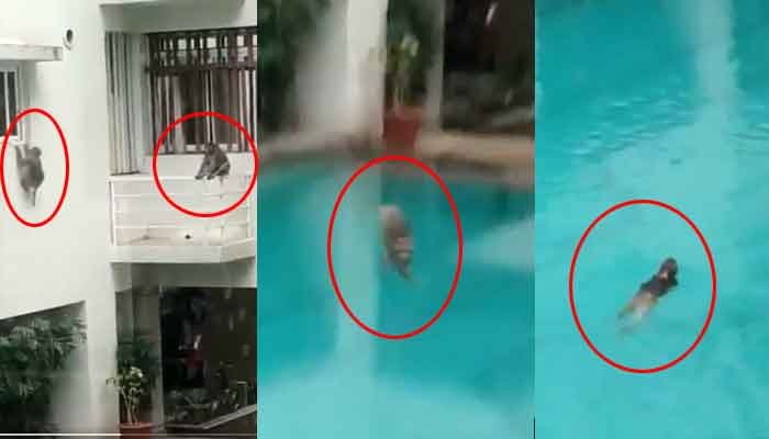 Viral video: इंसान 'लॉकडाउन' स्विमिंग पूल में 'मंकी' की मौज 1 monkey in swimming pool