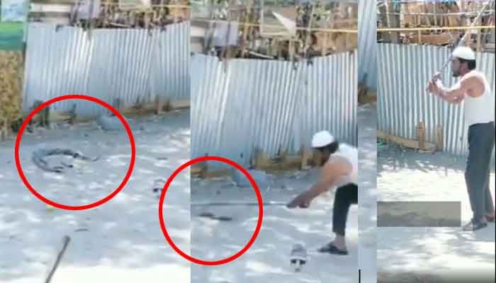 वीडियो: क्रूरता की हद: 'प्रेम लीला' में लीन, नाग-नागिन के फर्से से दो टुकड़े कर दिए, बेटा बोला अब्बू कमाल कर दिया 1 snack attack