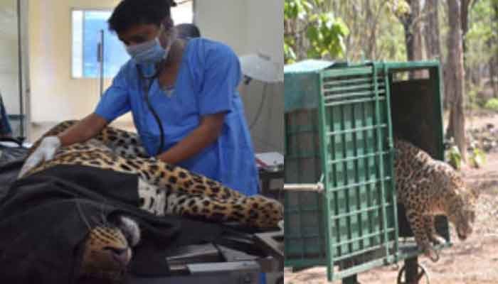 भोपाल: गंभीर रूप घायल था तेंदुआ, स्वस्थ्य होकर लौटा जंगल 1 Leopard