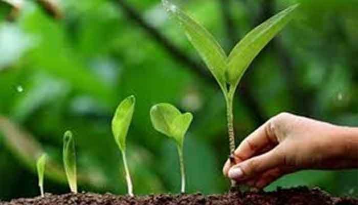 वृहद स्तर पर पौधा रोपण की तैयारी, पौधों की घर पहुंच सुविधा 1 plantation