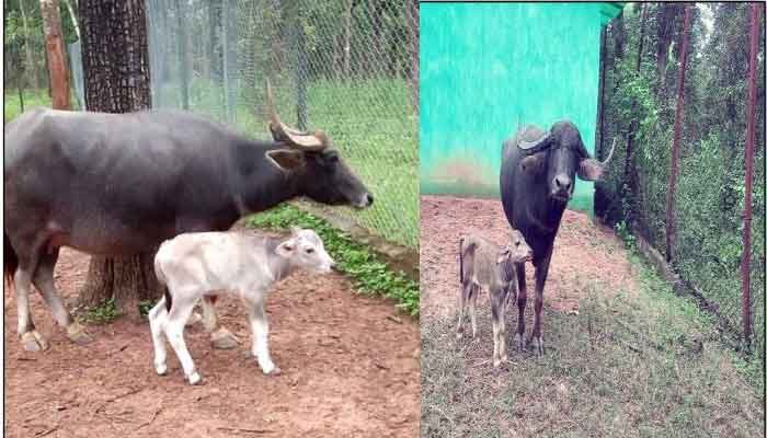 Chhattisgarh में राजकीय पशु (State animal) के कुनबा में आए दो नन्हें मेहमान 1 Tiger-reserve-herbivores