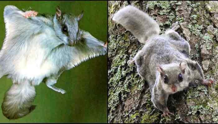 छत्तीसगढ़ में इस जगह मिली उड़ने वाली दुर्लभ गिलहरी 1 A rare flying squirrel found in this place in Chhattisgarh