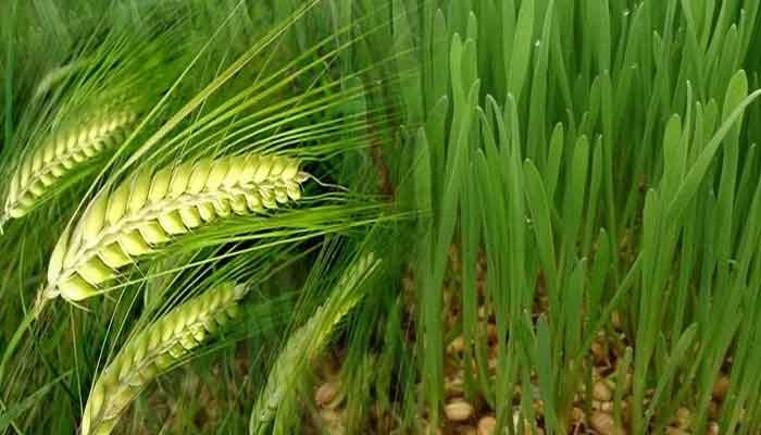 मध्यप्रदेश की जलवायु किसान के उन्नत खेती के लिए उपयुक्त 1 kheti