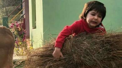 Photo of नन्हे तैमूर कभी गाय का चारा उठा रहे हैं, तो कभी उनके साथ खेलते नजर आए,मॉम करीना कपूर ने बेहद ही क्यूट वीडियो पोस्ट किया