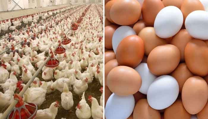 WHO ने बताया कि अंडा चिकन खाने से आप भी Bird Flu का शिकार हो सकते हैं या नहीं 1 egg