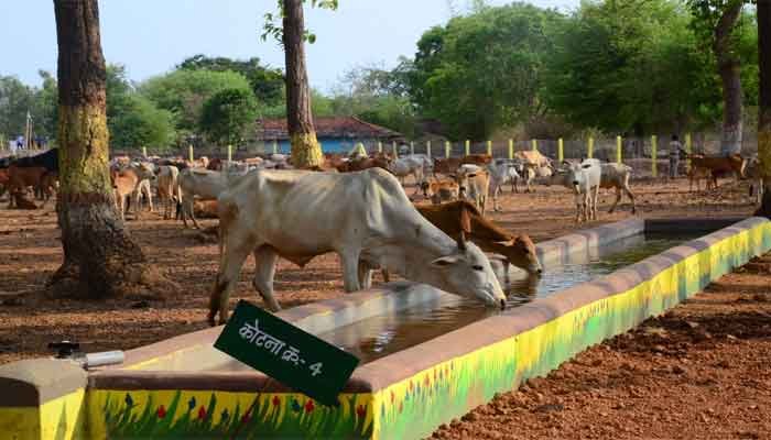 अधिकारियों की साठ-गांठ से मनमानी कर रही पंचायतें जिम्मेदार कौन? 1 cow