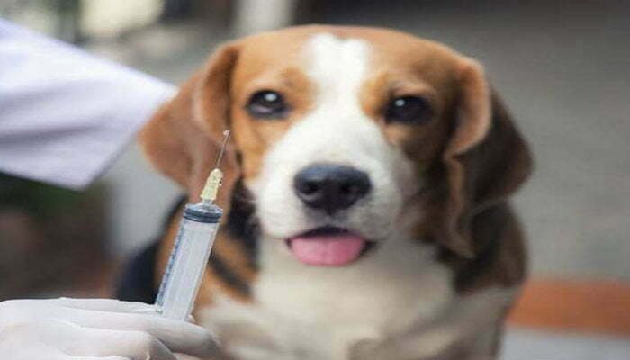 क्या अब जानवरों को भी लगेगा कोरोना का टीका ? पढ़िये पूरी खबर 1 animal