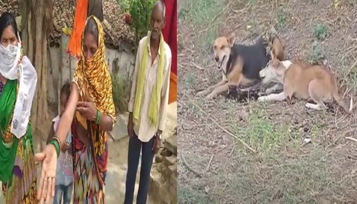 रायपुर में आधी जली हुई लाशों को खा रहे कुत्ते 1 Raipur Saddu, half-dead corpse dog eating corona dies