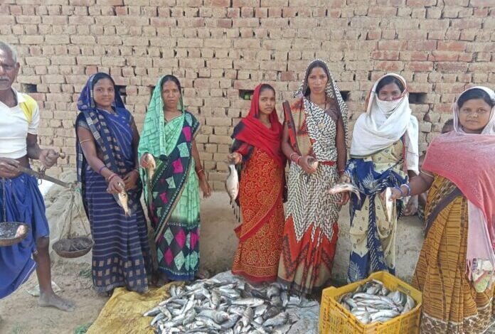 रायगढ़ जिले के झरना गांव की संतोषी महिला स्व सहायता समूह की महिलाओं ने मछली पालन का काम शुरू किया और साल भर में ढाई लाख मुनाफा कमाया 1 narmada mata 183
