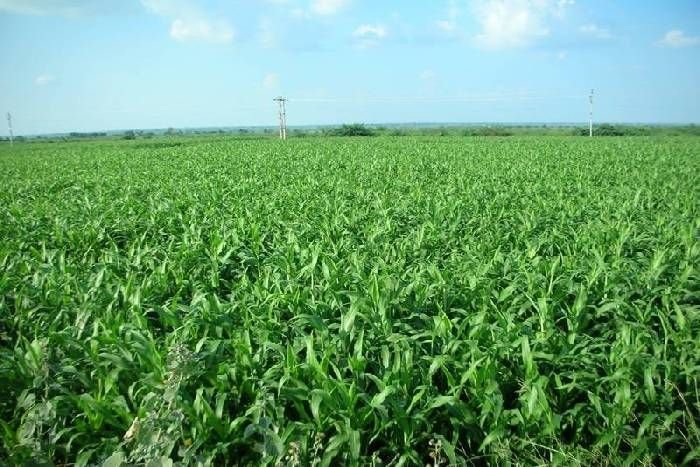 छत्तीसगढ़ में 17.83 लाख हेक्टेयर में हो चुकी रबी फसलों की बोनी,96 फीसदी लक्ष्य पूरा 1 avni 29