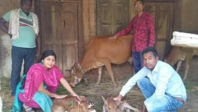 Photo of मगरलोड के ग्राम कपालफोड़ी में कृत्रिम गर्भाधान से गाय ने दिया जुड़वा बछड़ों की जन्म