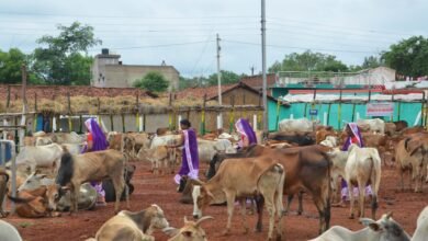 Photo of 201 गौठानों में संचालित आजीविका गतिविधियों से महिलाएं हो रही हैं आर्थिक रूप से सशक्त