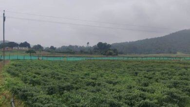 Photo of सन्ना व मनोरा क्षेत्र के लगभग 1500 किसान मिर्च की खेती से अच्छा मुनाफा कमा रहे हैं