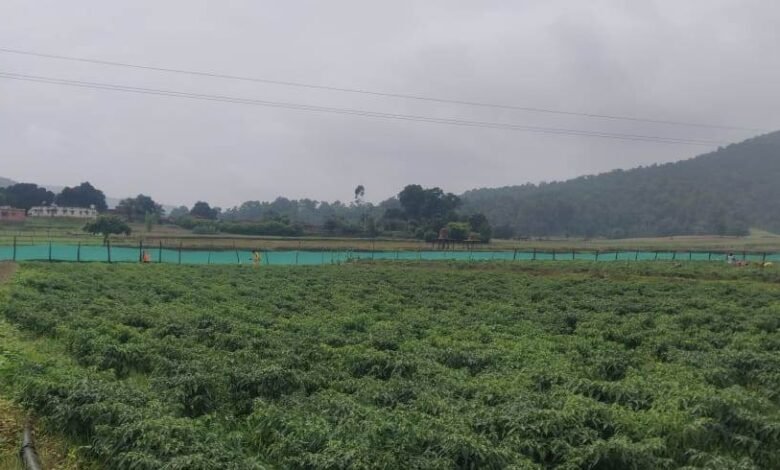 सन्ना व मनोरा क्षेत्र के लगभग 1500 किसान मिर्च की खेती से अच्छा मुनाफा कमा रहे हैं 1 A 88
