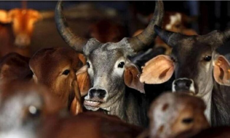 गोधन न्याय योजना के तहत अब गौठानों में खरीदा जाएगा गौमूत्र 1 gau mutra