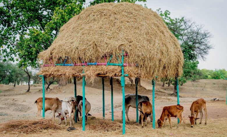 गोधन न्याय योजना के दो वर्ष पूर्ण, स्वावलम्बन की ओर बढ़ रहे समूह 1 photo 44