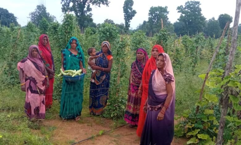 बरबटी-तोरई-लौकी विक्रय से लखपति बना समूह, बाड़ी विकास योजना ने महिलाओं के लिए खोले आर्थिक उन्नति के द्वार 1 photo 76