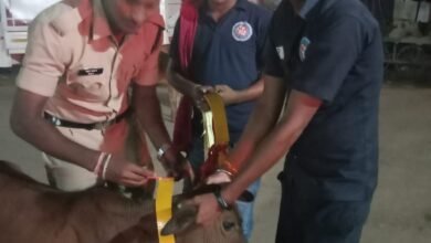 Photo of पोंड़ी पुलिस द्वारा गौ-माता के गले पर बांधा गया रक्षा-कवच