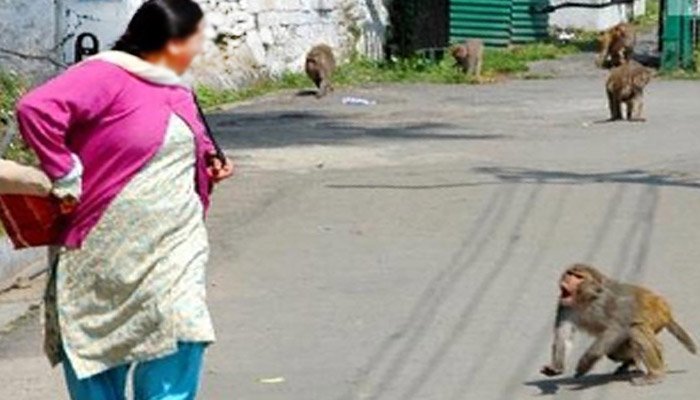 बंदरों के आतंक से लोग परेशान,10 लोगों को बुरी तरह किया घायल 1 bandr