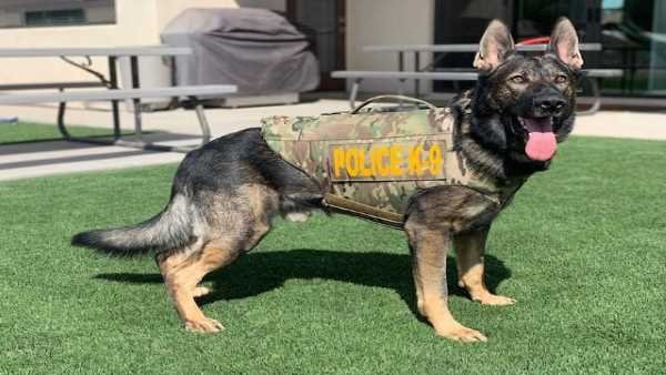 इंसानों को भी मात देते थे यह खोजी कुत्ते, सेना में मिला मान 1 policedogs 1667936286