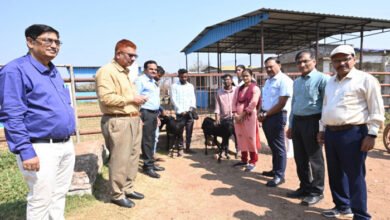 Photo of गौठानों में भी बकरी प्रजनन केंद्र, दुर्ग के कुर्मीगुंडरा गौठान में किया गया नवाचार