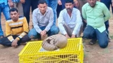 Photo of 10 लाख रूपए मूल्य के एक जिंदा पेंगोलिन तस्करी में पकड़ाए तीन आरोपी