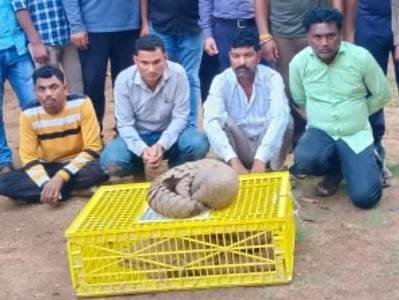 10 लाख रूपए मूल्य के एक जिंदा पेंगोलिन तस्करी में पकड़ाए तीन आरोपी 1 1688045790 9a40f382b3adabfeb2c0