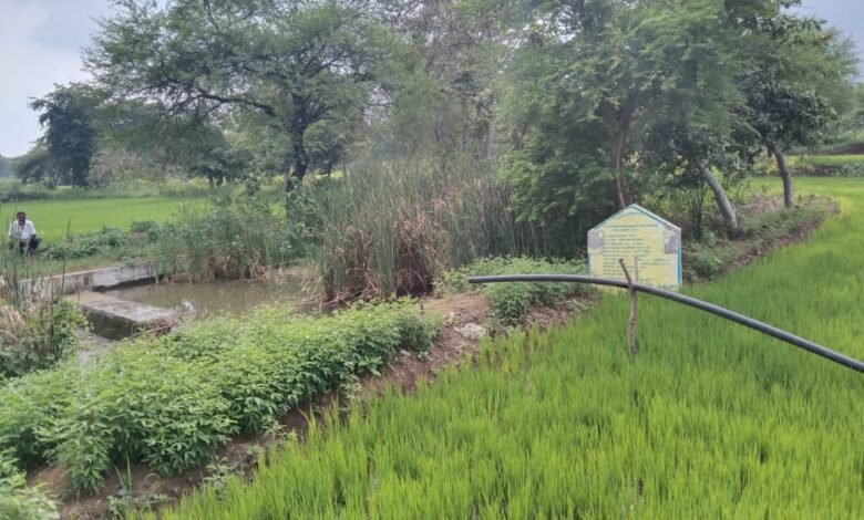 जल संरक्षण की दिशा में बरसात के पानी को चेकडेम के माध्यम से संग्रहित कर धरती को स्वर्ग बनाने का कार्य जारी. 1 1690960453 e5be658377a16670868e