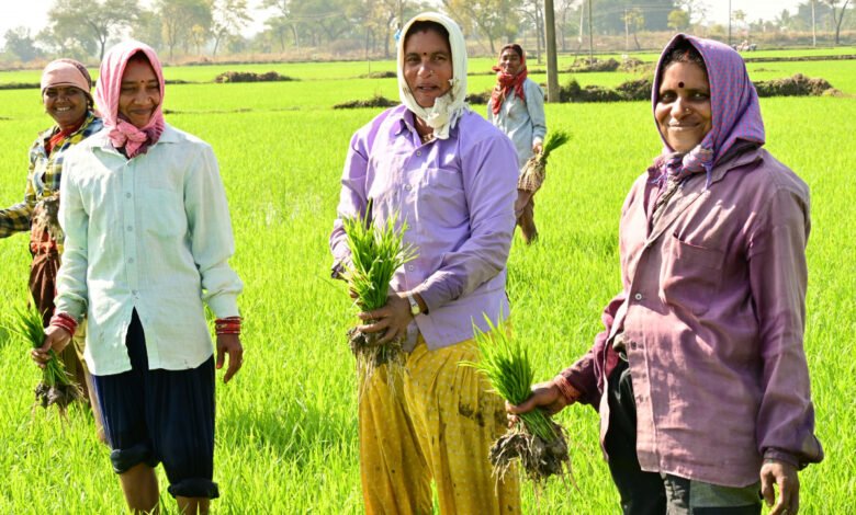 राजीव गांधी किसान न्याय योजना के तहत् समृद्ध हो रही हैं खेती-किसानी 1 Farming is getting prosperous under Rajiv Gandhi Kisan Nyay Yojana