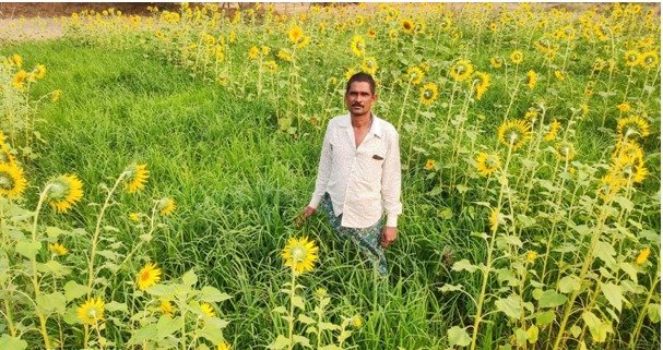 कम लागत में ज्यादा मुनाफा, रागी फसल से भर रहा खजाना कृषक डोंगर सिंह और विजयशंकर हुए समृद्ध 1 More profit in less cost, treasury filled with ragi crop, farmers Dongar Singh and Vijayshankar became prosperous