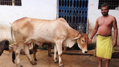 Photo of कृत्रिम गर्भाधान योजना से मिल रहा है आर्थिक संबल