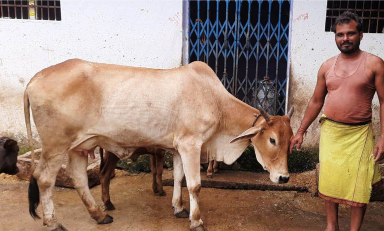कृत्रिम गर्भाधान योजना से मिल रहा है आर्थिक संबल 1 Artificial insemination, scheme is providing, financial support,