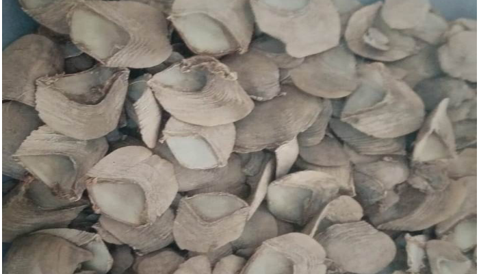 हाथी दांत तथा पेंगोलिन शल्क की तस्करी में 4 आरोपियों को जेल 1 Four accused jailed for ,smuggling ivory, and, pangolin scales,