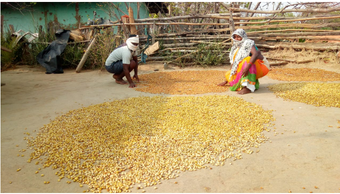 छत्तीसगढ़ में देश के तीन चौथाई लघु वनोपजों का संग्रहण 1 Three-fourth of the country's minor forest, produce is collected in Chhattisgarh.,