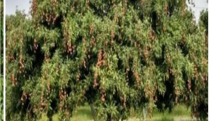 राष्ट्रीय बागवानी मिशन योजना से कृषक ले रहे हैं लाभ 1 Farmers are taking benefits, from National Horticulture Mission Scheme