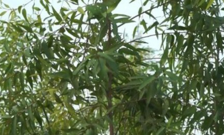 औषधीय पौधों की खेती का सफल प्रयास - छत्तीसगढ़ के किसानों में जगी नई आस 1 Successful effort, in cultivation of medicinal plants -, new hope, awakened in the farmers of ,Chhattisgarh