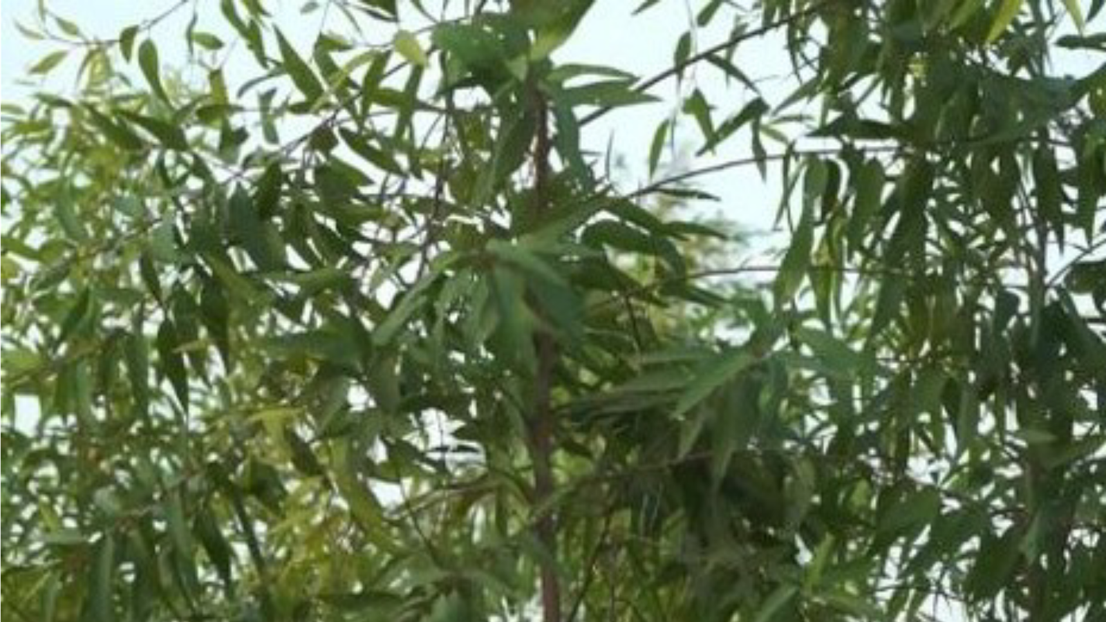 Successful effort, in cultivation of medicinal plants -, new hope, awakened in the farmers of ,Chhattisgarh