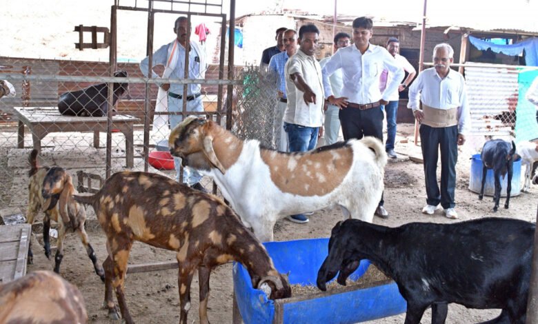 शासन की योजना से पशुपालकों के समृद्धि की राह हुई आसान 1 The government's scheme made the path to prosperity easier for cattle herders.