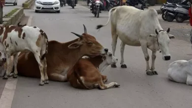 Photo of कलेक्टर ने कहा-सड़कों से मवेशियों को सख्ती पूर्ण हटाएं