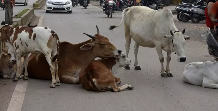 कलेक्टर ने कहा-सड़कों से मवेशियों को सख्ती पूर्ण हटाएं 1 Collector said - strictly remove cattle from the roads