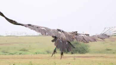Photo of बागबाहरा जंगल से रेस्क्यू कर सफेद पूंछ वाले बीमार गिद्ध की बचाई गई जान