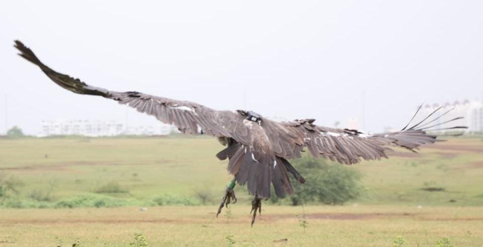 Life of sick white tailed vulture saved by rescue from Bagbahra forest.