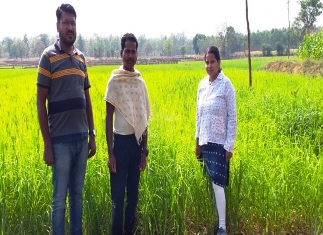 उन्नत कृषि तकनीक को अपनाकर चौतू नेताम बना सफल कृषक 1 Chautu Netam became a successful farmer by adopting advanced agricultural techniques