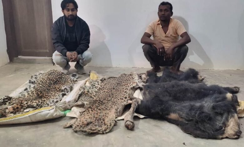हाथी दांत, तेंदुआ और भालू की खाल तस्करी में पांच आरोपी गिरफ्तार 1 Five accused arrested for smuggling ivory, leopard and bear skin
