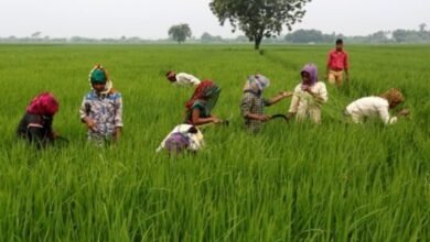 Photo of  छत्तीसगढ़ में 17.46 लाख हेक्टेयर में रबी फसलों की बोनी